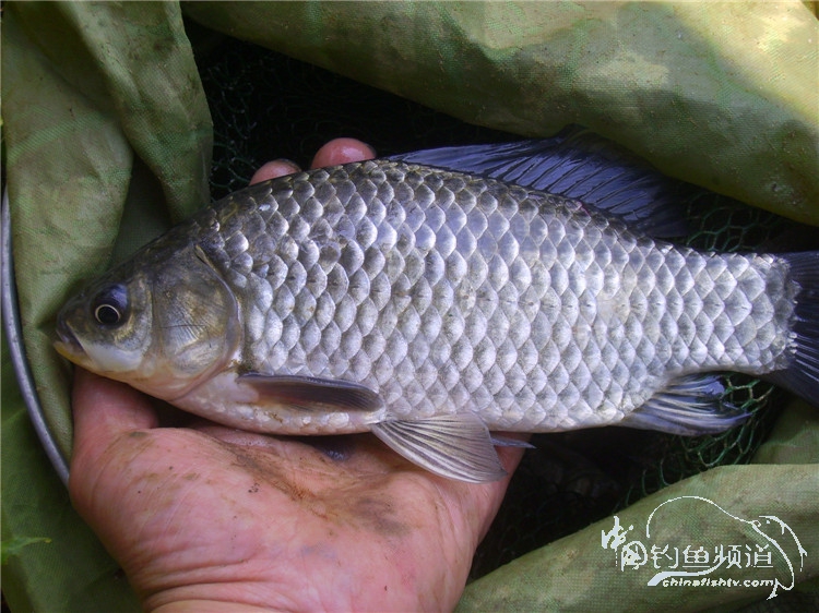 民间特色钓法,径河野钓地点