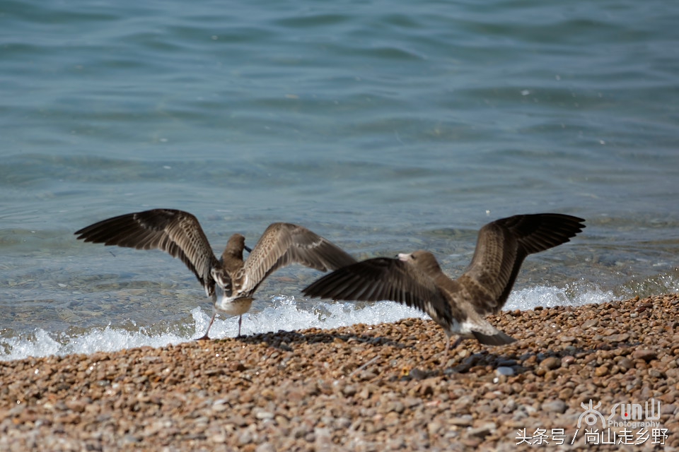 这座没有居民的小岛，是海鸥的王国，为何却叫海驴岛？