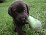 狗狗意外车祸怎么安慰主人,狗狗意外事故怎么赔偿