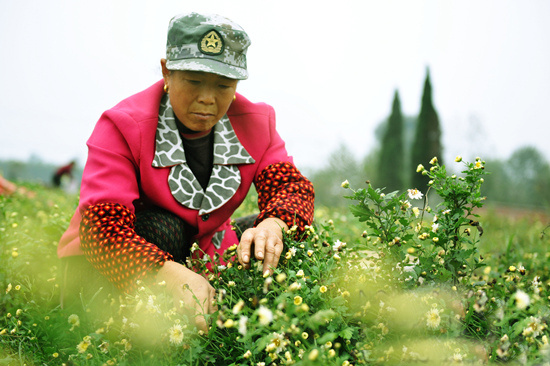 今年的新款胎菊,推荐一款胎菊