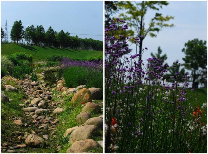 辰山植物园旱溪花境,上海辰山植物园珍稀植物