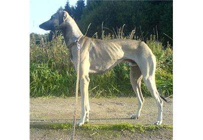 各个国家的土狗图片,20个国家土狗图片