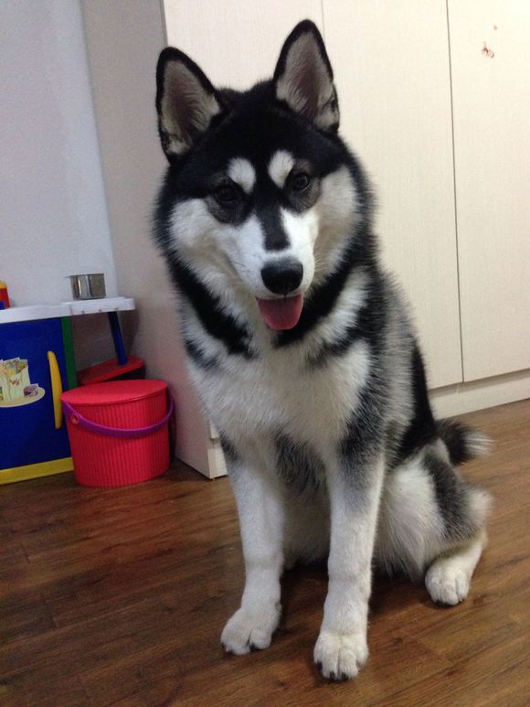 如何让二哈不乱叫,二哈乱叫怎么解决