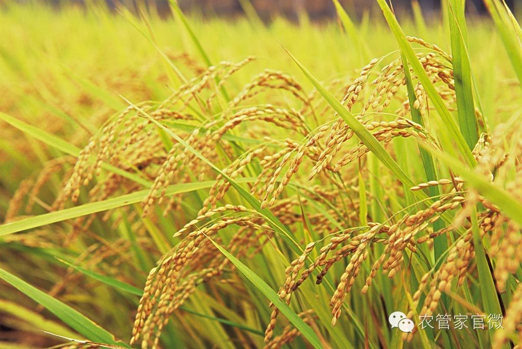 今年水稻价格如何,水稻价格回升