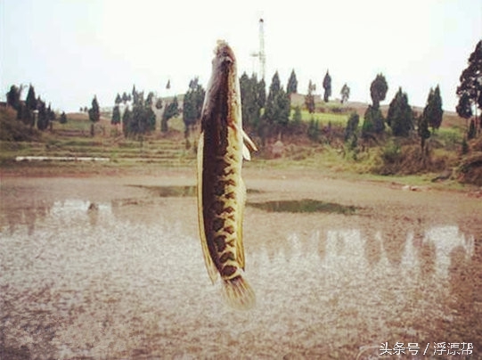 惹瘾上身，擒黑解毒