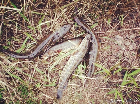 惹瘾上身，擒黑解毒