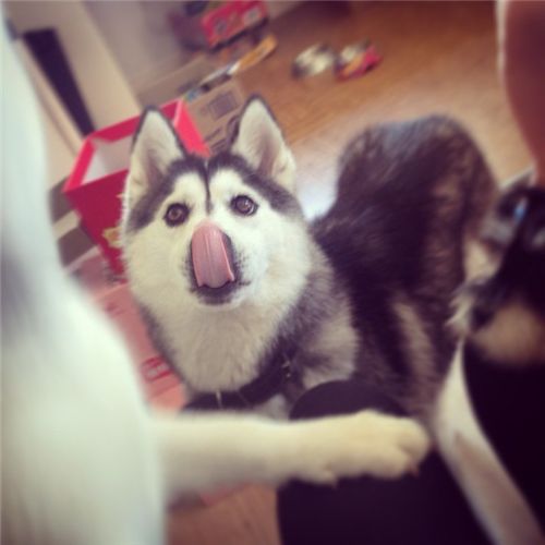 如何让二哈不乱叫,二哈乱叫怎么解决