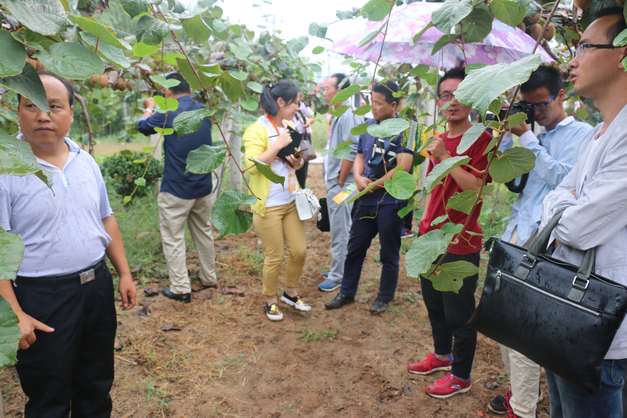 陕西眉县猕猴桃与山东博山猕猴桃,陕西眉县晨曦猕猴桃种植