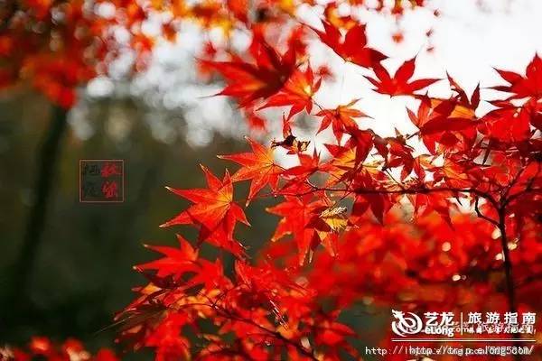 秋天来了该好好生活,秋天来了又该准备秋装了