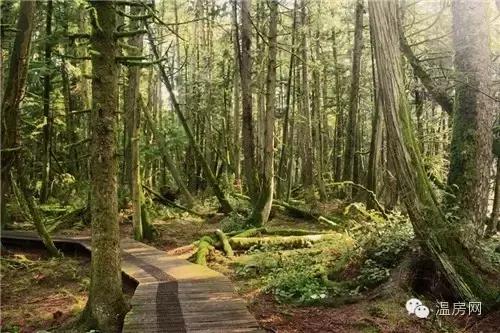 温哥华劳斯莱斯,温哥华买劳斯莱斯视频