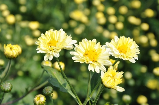 今年的新款胎菊,推荐一款胎菊