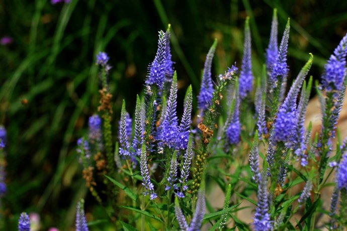 辰山植物园旱溪花境,上海辰山植物园珍稀植物