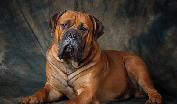 各个国家的土狗图片,20个国家土狗图片