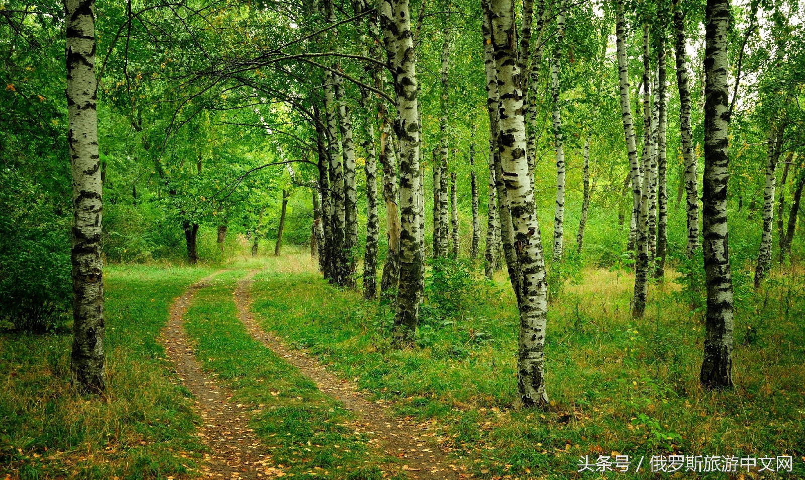 俄罗斯白桦林四季风情,俄罗斯白桦林树茸