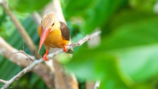 海岛兰卡威旅游,梦回兰卡威度假海岛