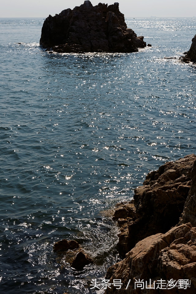 这座没有居民的小岛，是海鸥的王国，为何却叫海驴岛？