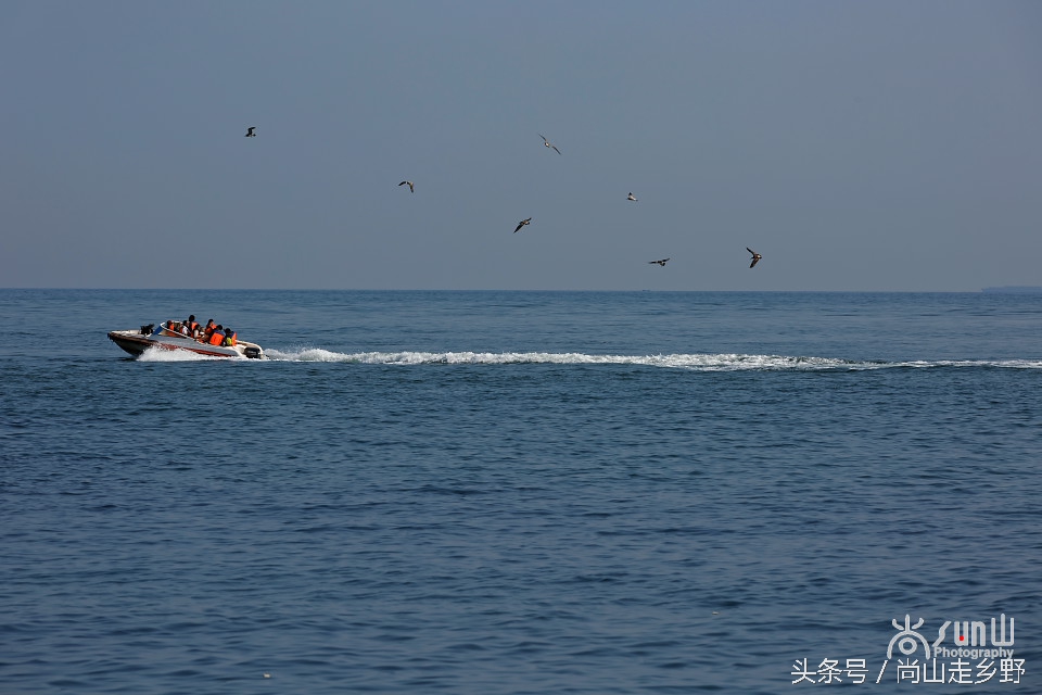 这座没有居民的小岛，是海鸥的王国，为何却叫海驴岛？