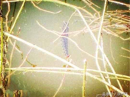 惹瘾上身，擒黑解毒