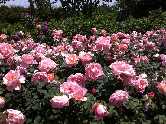 四川的小众旅行攻略,成都温江区旅游攻略来了