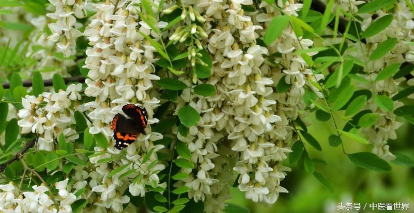 什么米糊既养胃又乌发,降脂杂粮米