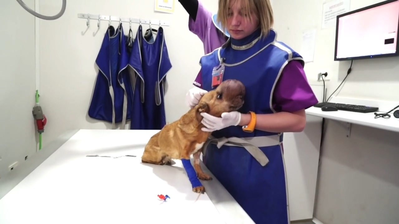 狗狗生病头部一直跳怎么回事,狗狗头部受伤后多久能恢复