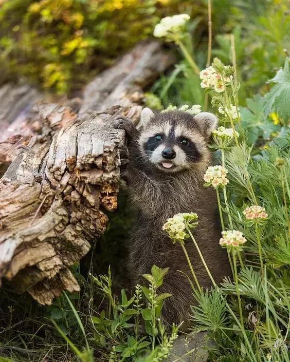 萌宠小浣熊,可爱的小浣熊图片