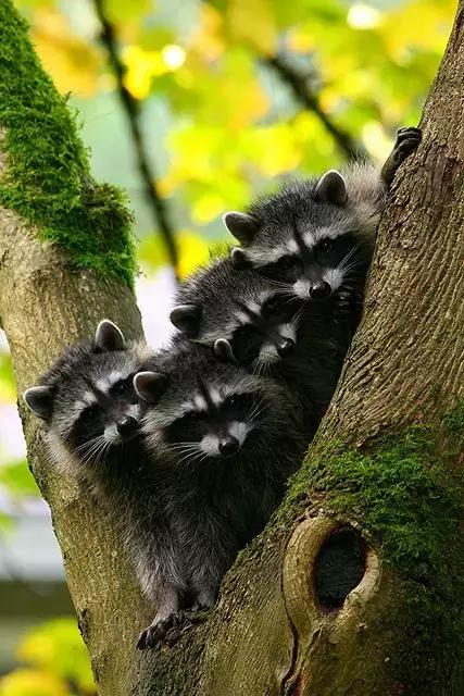 萌宠小浣熊,可爱的小浣熊图片