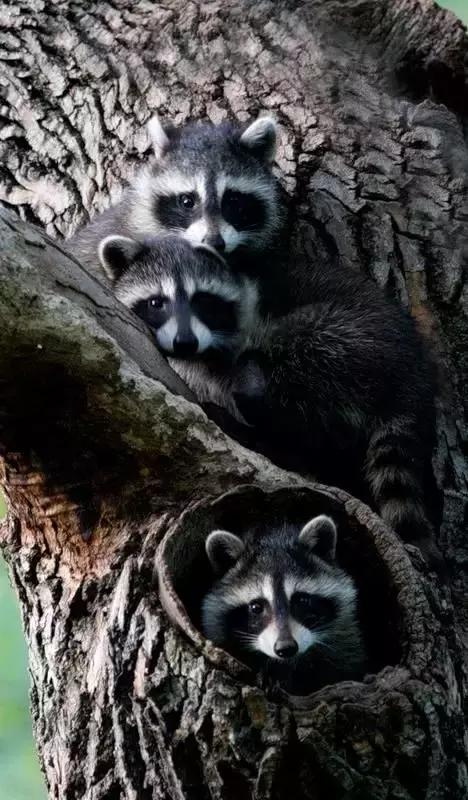 萌宠小浣熊,可爱的小浣熊图片