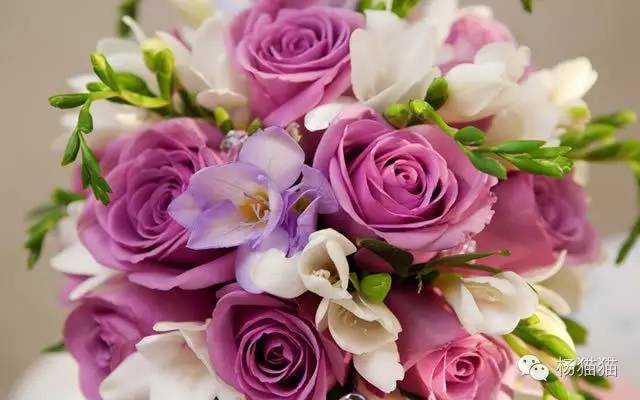 12朵玫瑰的花语,1到100朵玫瑰花语