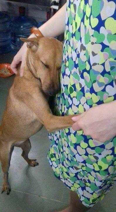 当自己的狗狗走丢了一年后回来,狗狗走丢发现被人关起来绝食