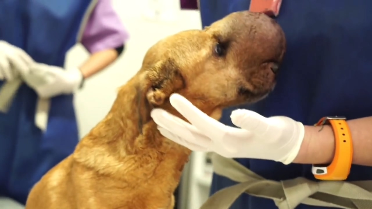 狗狗生病头部一直跳怎么回事,狗狗头部受伤后多久能恢复