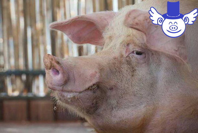 秋季养猪一不谨慎就猪财两空，关注这四点可帮母猪秋季安胎！