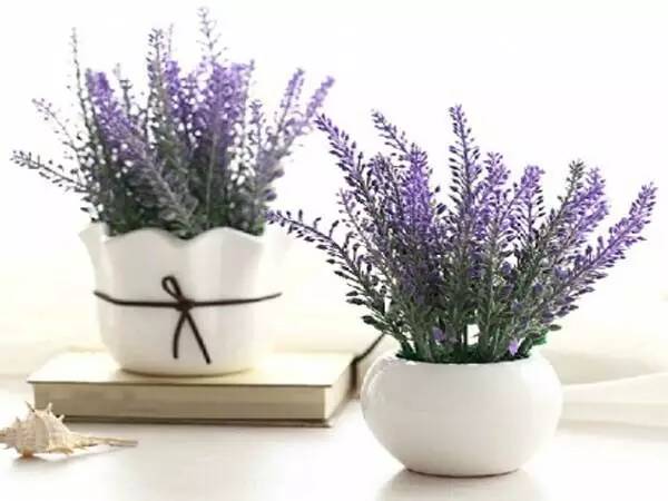 适合家里的小花盆,办公水培小花盆