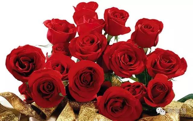 12朵玫瑰的花语,1到100朵玫瑰花语