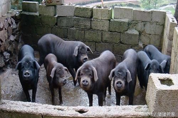 育肥猪磨牙怎么回事,猪磨牙是什么前兆