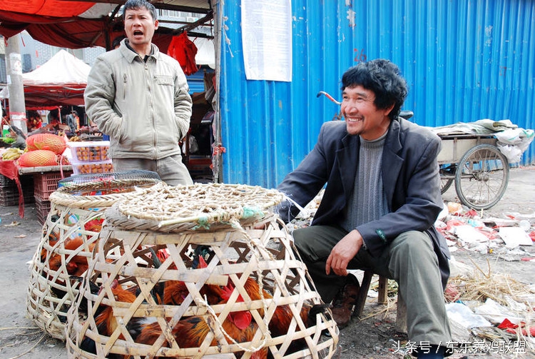 养鸡人不得不知的卖鸡技巧,养鸡如何解决销路