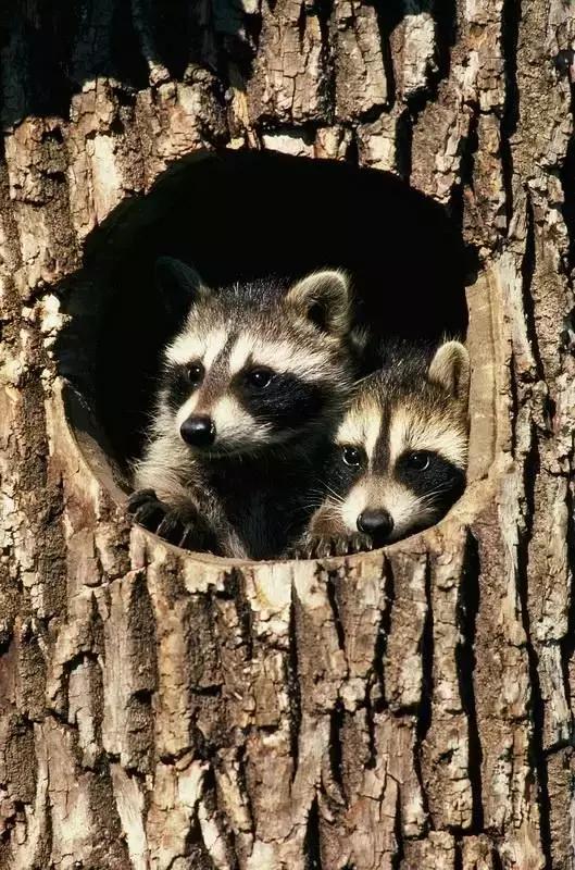 萌宠小浣熊,可爱的小浣熊图片