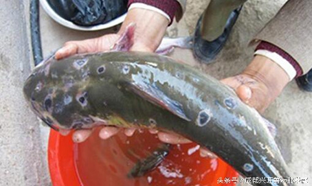 水产养殖：鱼打印病的临床症状和防治