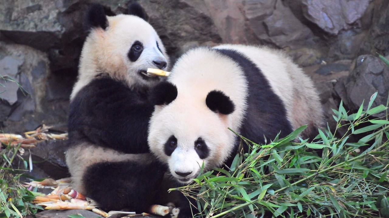 凭这张证年底前无限次免费游临安|下月起新建住宅要全装修交