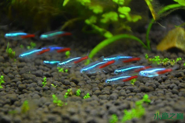 红绿灯鱼养殖方法和关注事项,海水观赏鱼皇后神仙适合新手吗