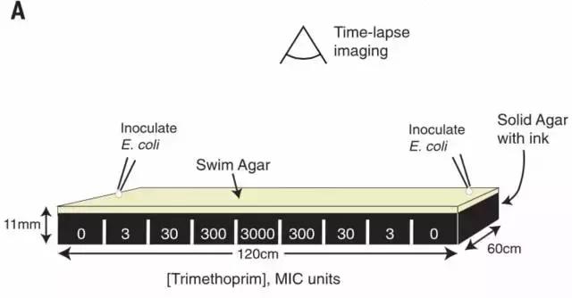 幸存者战争,幸存者之战最新全部章节在线阅读