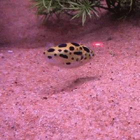 红绿灯鱼养殖方法和关注事项,海水观赏鱼皇后神仙适合新手吗