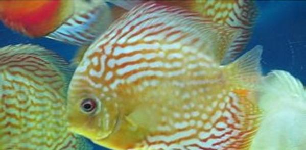 怎么养鱼聚财,养鱼生财吗