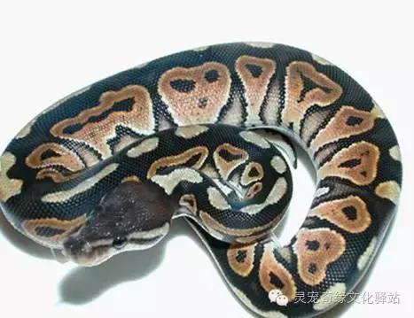 球蟒基因图鉴入门,变异球蟒图鉴