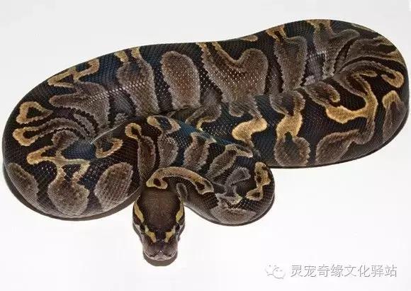 球蟒基因图鉴入门,变异球蟒图鉴
