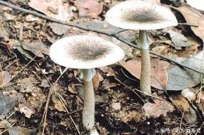 夫妻俩误食野生菌,红菇的毒性有多可怕