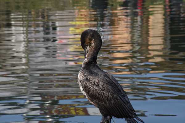 春天去婺源5天自驾游攻略,追随春的脚步