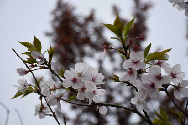 春天去婺源5天自驾游攻略,追随春的脚步