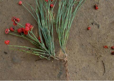 中药麻黄的副作用,中药蜜麻黄的作用