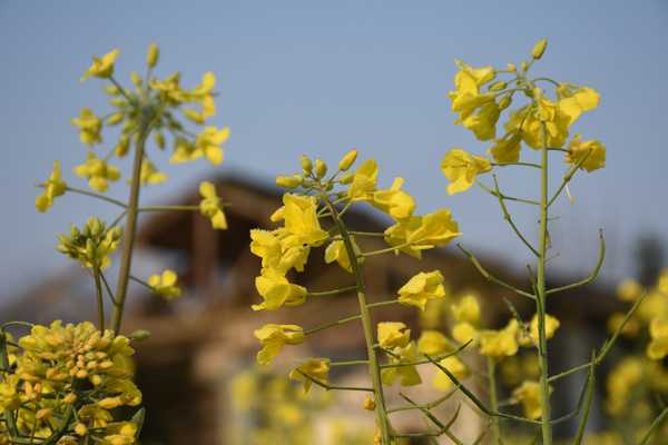 春天去婺源5天自驾游攻略,追随春的脚步